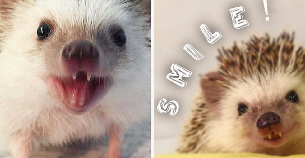 BuzzFeed's tweet photo. A tiny rescue hedgehog with fangs has become a famous Instagram model https://t.co/yEJ7yBekmN https://t.co/HJUyYMubNY