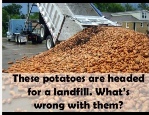 AGofTheWorld's tweet photo. These potatoes are headed to a landfill.
What's wrong with them? https://t.co/5DC3CUBlC4