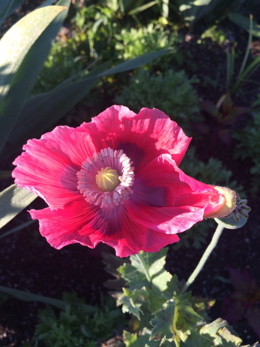tqskitchen's tweet photo. Finally! A sunny day at @BoggyCreekFarm https://t.co/SwkoHon4yR