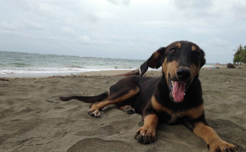 Animalados_'s tweet image. ACTUALIZADA: Guía de #playas para ir con el #perro en #Cataluña tincungos.org/es/guia-de-pla… #dogfriendly