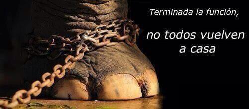 Ecogranjero's tweet photo. Todo cambio social empieza con un cambio de pensamiento. Sin espectadores no hay mas circos con animales. https://t.co/sg2ngmq0cR