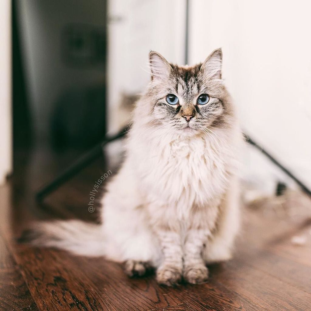 hollysisson's tweet photo. Fluffy girl Alice! #FluffyFriday
#framedfurryfaces #toronto #cat #pet #Siberian (Follow Al… https://t.co/QhbS9BgCue https://t.co/jYuCvLqKJO