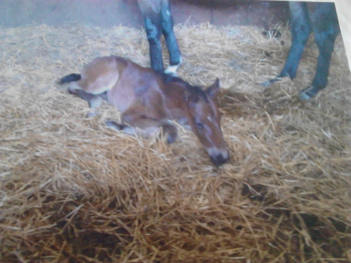 knockcross's tweet photo. Throwback to when My Dream Boat was a foal #ourchamp #star #amazing #Group3winner https://t.co/lnBwlQL7K7