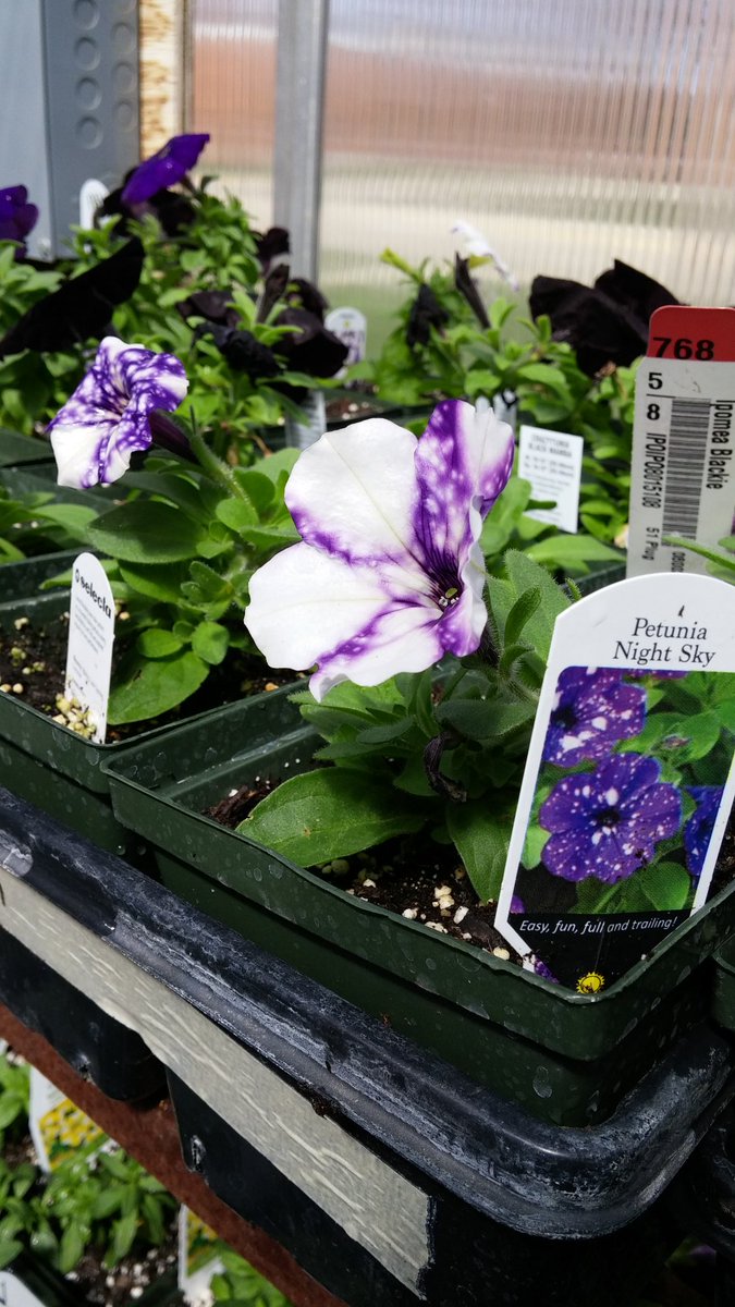 Dirunde's tweet photo. Craig FFA plant sale begins Wed. May 4th 10 -6 p.m.  Hanging baskets for Mother's Day.  Come support @craigffa https://t.co/sZjH1Qn42g