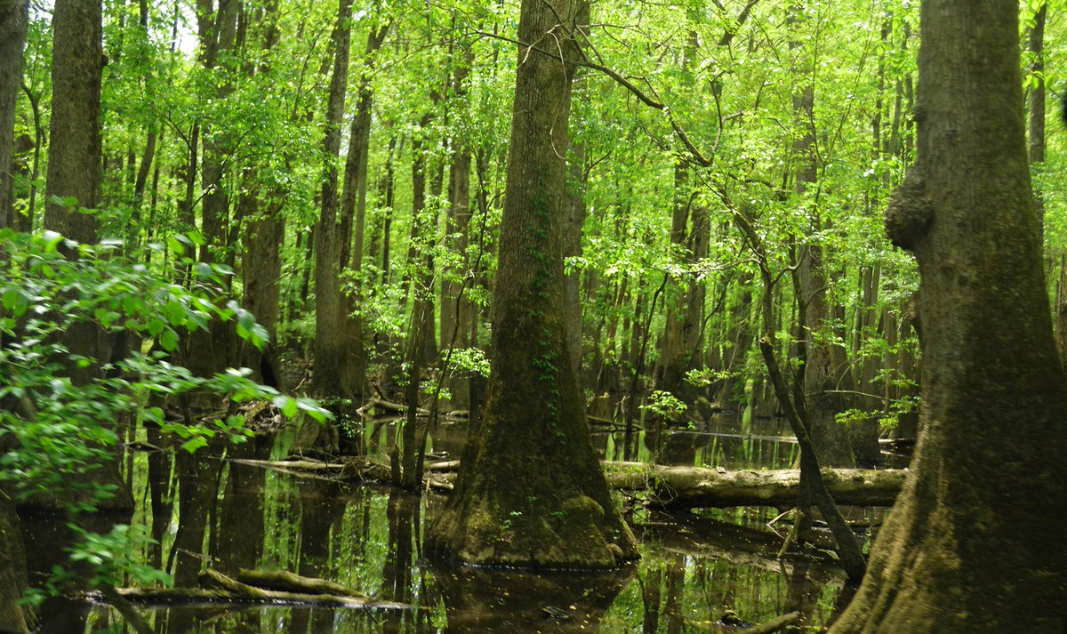 VisitGreenville's tweet photo. "There are no passengers on spaceship earth. We are all crew." - Marshall McLuhan #HappyEarthDay #GreenvilleNC https://t.co/qd1gkLqGO7