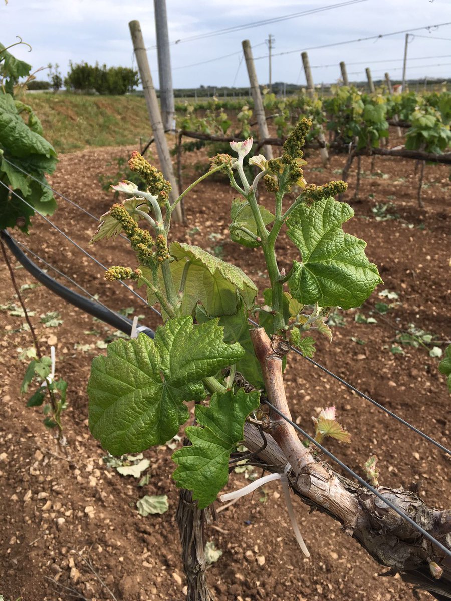 around 120 days to go until harvest #wine #italy #warm #apulia #harvest #vine #blossom