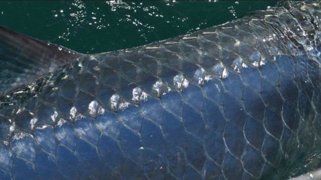 flyingfishrman's tweet photo. The silver King #tarpon #floridakeys #flyingfisherman #polarized #eyewear #seemorepayless https://t.co/32AANX3yVy https://t.co/9bLmGQeLDa