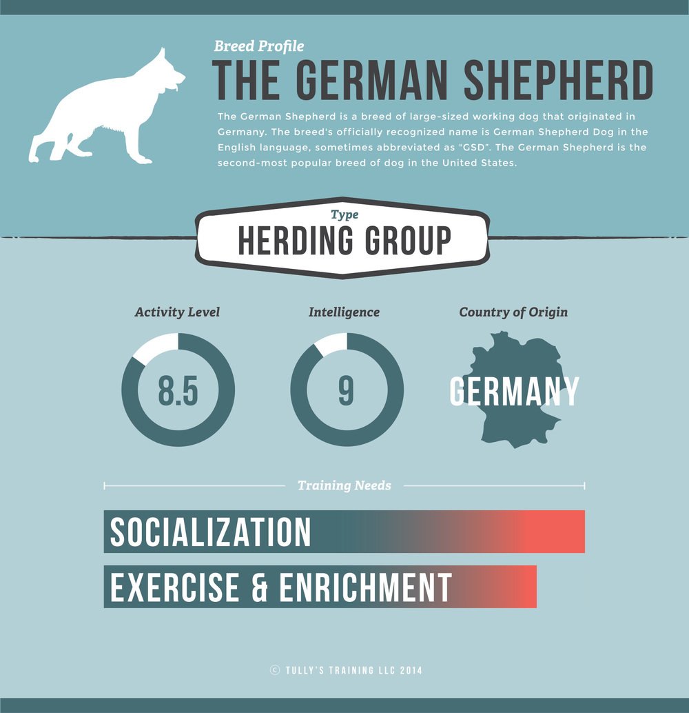 Info2shepherdz's tweet photo. A little intro onto German Shepherd Dogs. Stay tuned for more at https://t.co/3jELLY9lL0 https://t.co/Q1gOKVNnM1