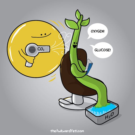 wcsBHSrl's tweet photo. AP reminder: #BioBreakout today on Photosynthesis/Respiration and Response to the Environment during enrichment! https://t.co/IIXzhK3aIj