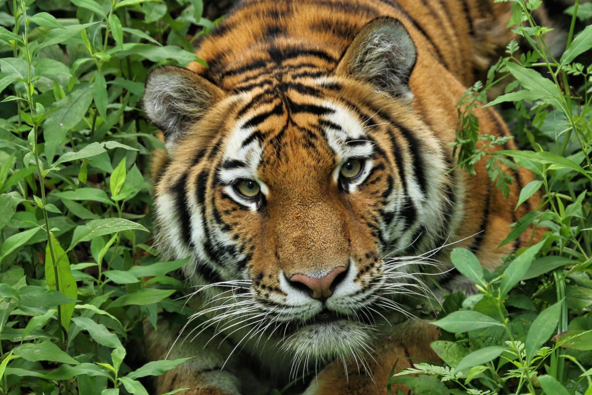 mnzoo's tweet photo. "Look deep into nature, and then you will understand everything better." - Albert Einstein #EarthDay https://t.co/I44VIOL6v2