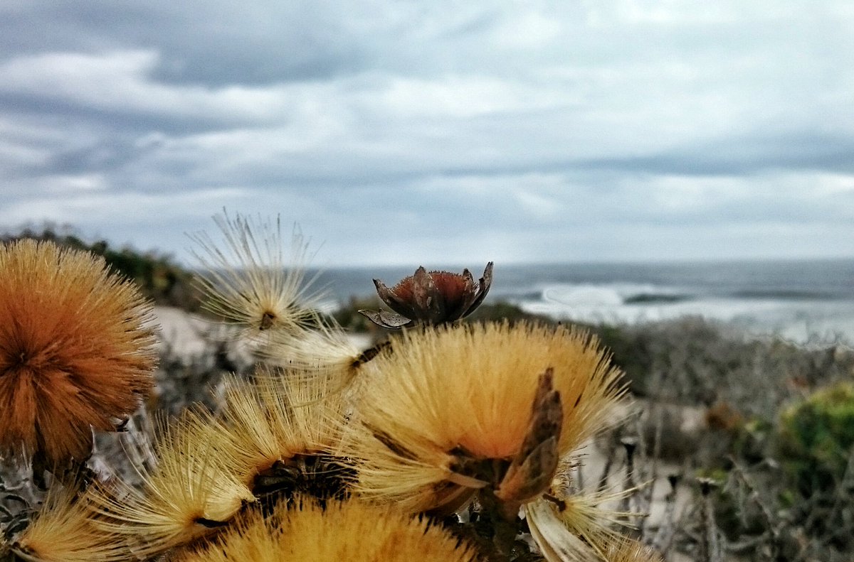 DiBrown5's tweet photo. Look down. This pretty puffball is a kaaitjiegert apparently. So pretty. #DarlingStagger https://t.co/3oB1BeeR2C