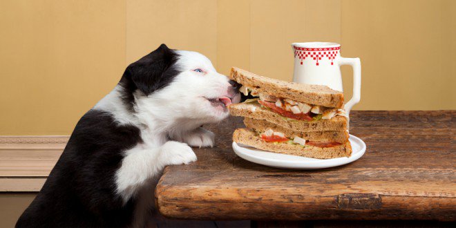 Dog_express's tweet photo. Healthy #humanfoods that your pet dog will love ❤🐶
#dogs #HealthyDogFood https://t.co/d9iJwjZwgD https://t.co/LOLbggrhX5