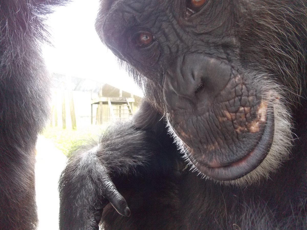 Hey YOU! Please retweet our posts &amp; ask your friends to follow us. We're just 24 away from 5k! #PumpkinTheChimp