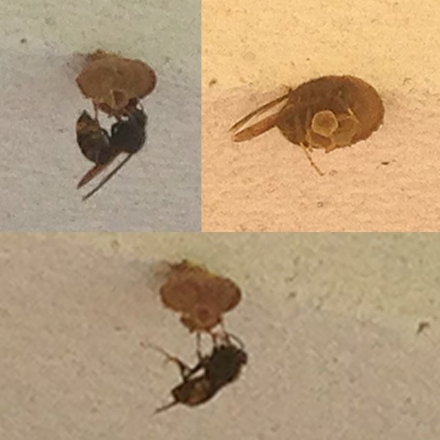 FonMarMan's tweet photo. @112Cantabria creo que una avispa asesina está anidando en mi ventana... ¿qué debería hacer? #DiaDeLaTierra https://t.co/Drgfg8AQxA
