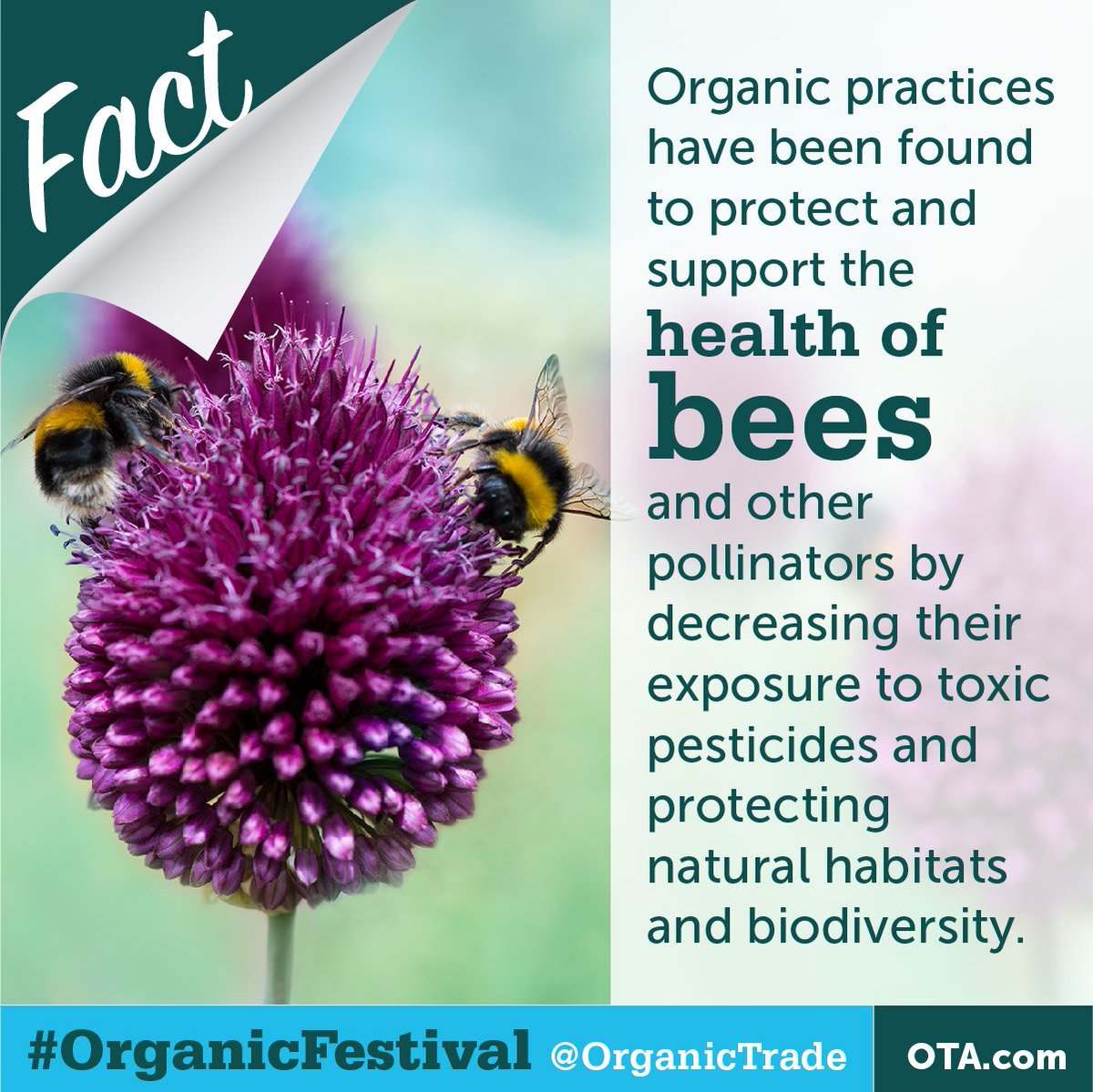 OrganicTrade's tweet photo. We're celebrating #EarthDay by throwing it back to some of our favorite #OrganicFestival facts! Did you know... https://t.co/GrIgjghs1I