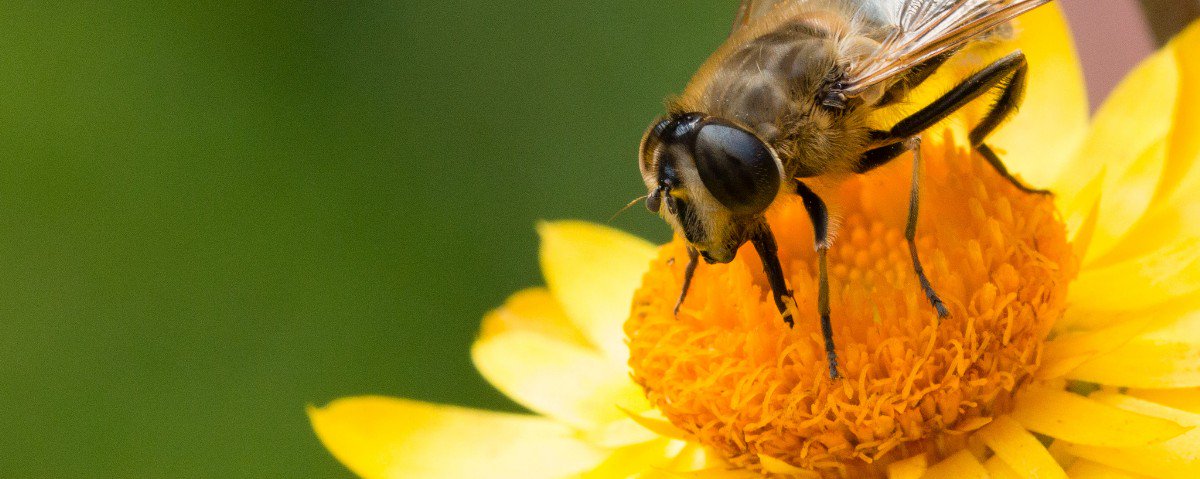 motherboard's tweet photo. Seedles is a cute startup that wants to save the bees https://t.co/w4JYD3dP6D https://t.co/FIMnNw2xdU