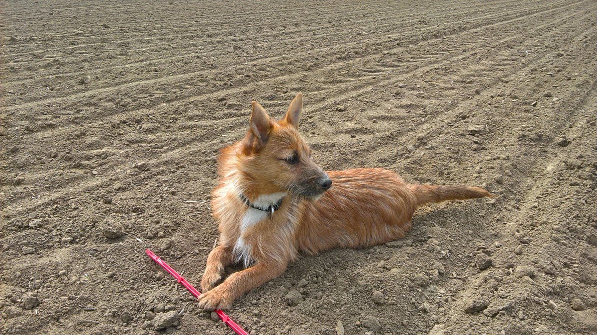 Sunny week means more beet fields drilled. Sampling fields today with a new helper!