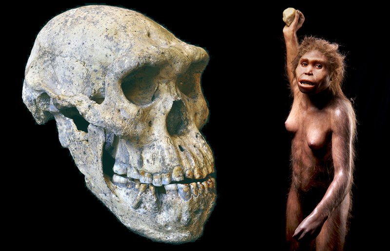 Ранние предки людей. Хомо сапиенс питекантроп. Архантропы (homo Erectus).