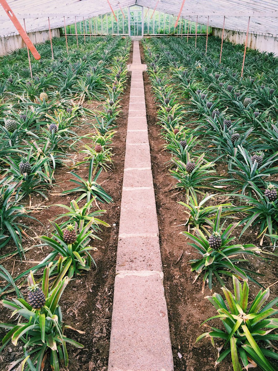 bobjinx's tweet image. I found where they grow SpongeBob houses