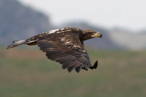 theanimalsimage's tweet photo. Look picture of animal national geographic eagle gallery at  https://t.co/ic6Vp320zY https://t.co/CAsuZRlimG