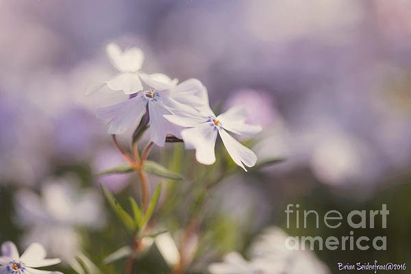 camerameets's tweet photo. New artwork for sale! - "Spring Fling" - https://t.co/pu1m1EAk6m @fineartamerica https://t.co/5Q9qjmtrzY
