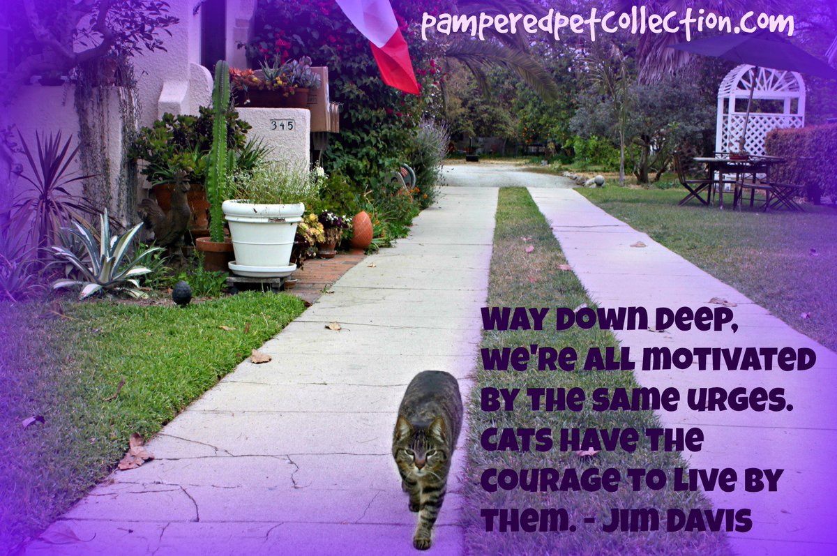 Quote of the Day! #cats #welovepets #quote