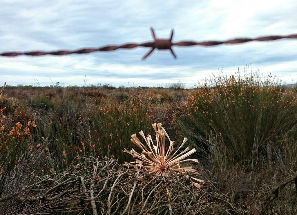 DiBrown5's tweet photo. The colours and details of the Sandveld vegetation on the #DarlingStagger https://t.co/v4OEw3nz7H