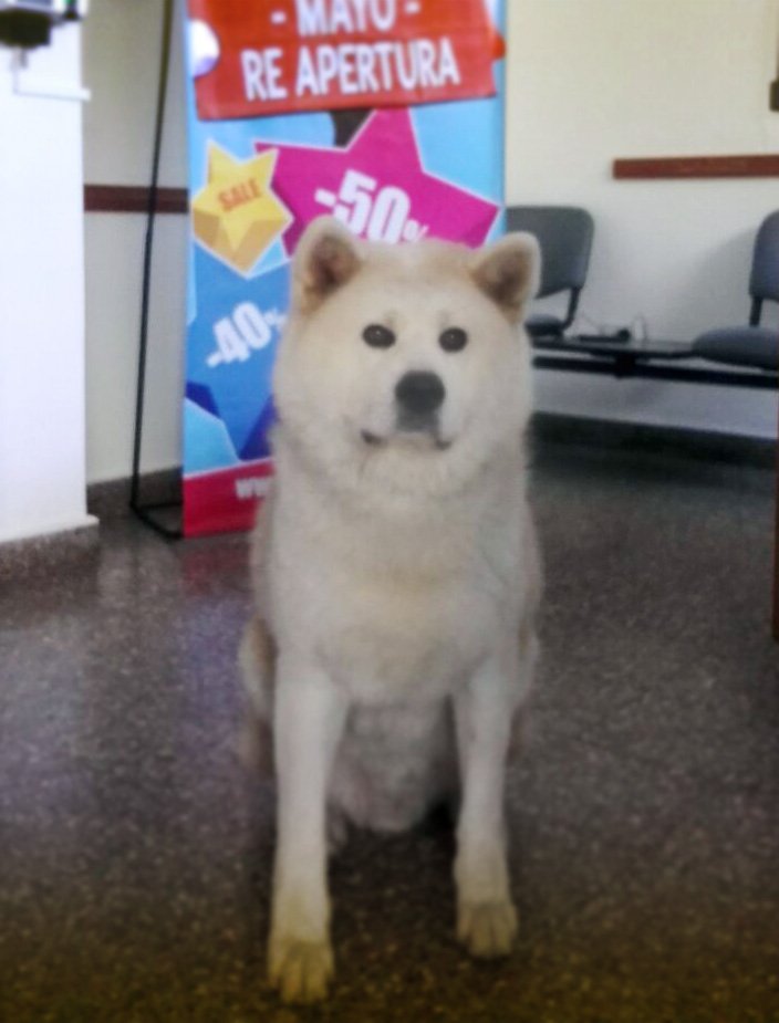 KelEdiciones's tweet image. ¡ Visitas que nos alegran el viernes ! #HolaHiro #AkitaUni #Frers #BuenViernes #Japon #KELdogFriendly 😍 🐩 💛