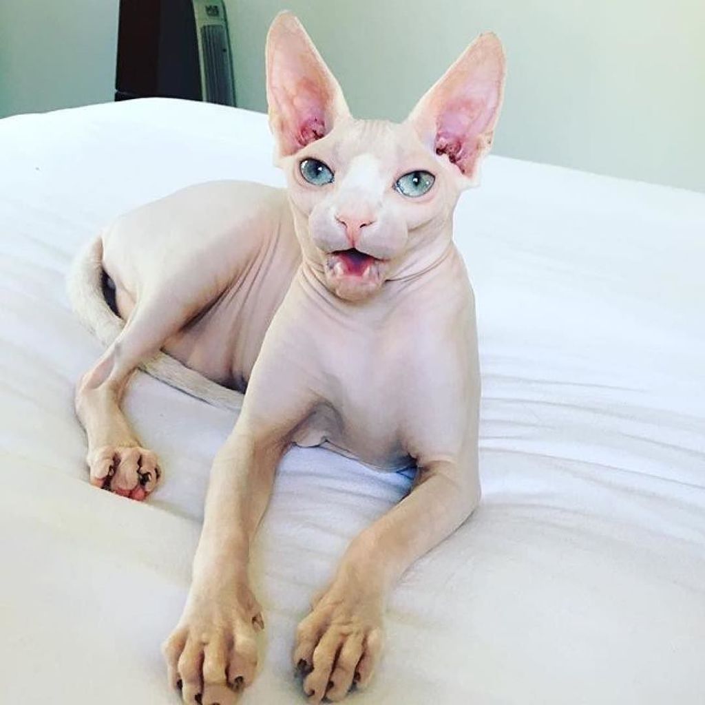 allwebcats's tweet photo. Cheeeeeese! 😸🧀 #cute #cats #kittens #cat https://t.co/icrqdwWS4O