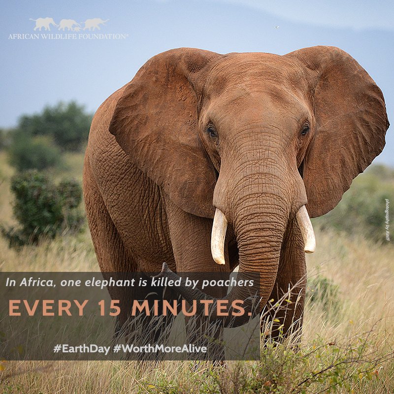AWF_Official's tweet photo. Will you #Tweet4Elephants this #EarthDay? Join @USEmbassyKenya's @ThunderclapIt: https://t.co/c0EYGRDGP1 https://t.co/49WPDoOLrg
