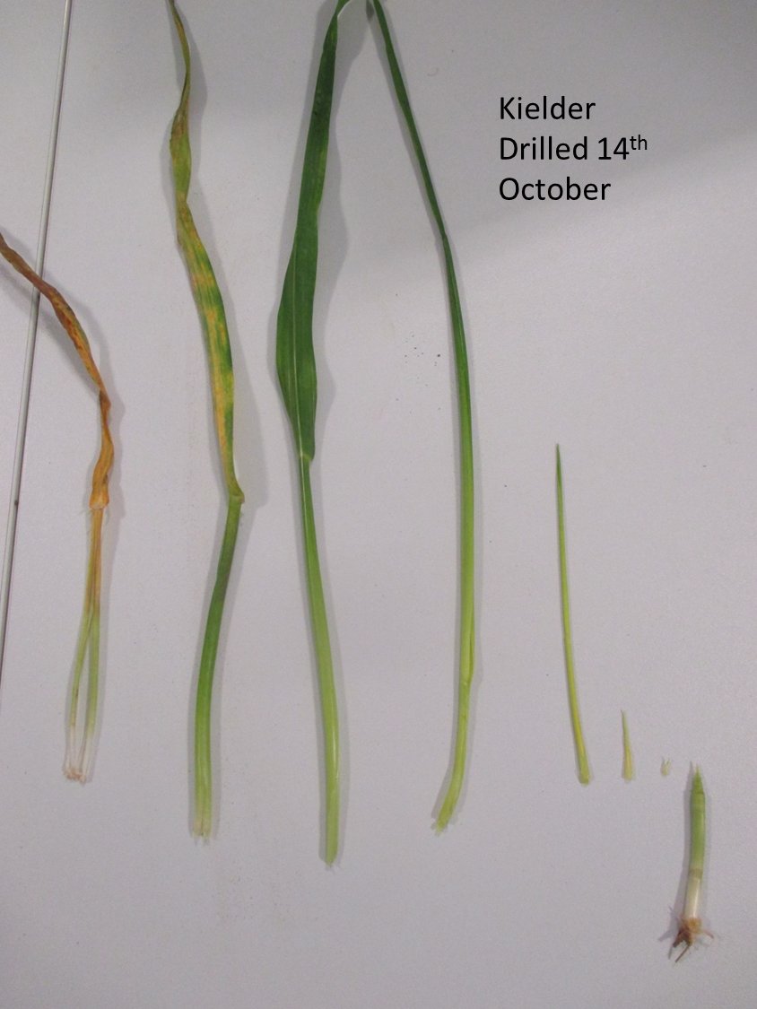 georgiemaywood's tweet image. Drilled the same day but Kielder is now 1 leaf behind. Make sure you #timeitright at T1