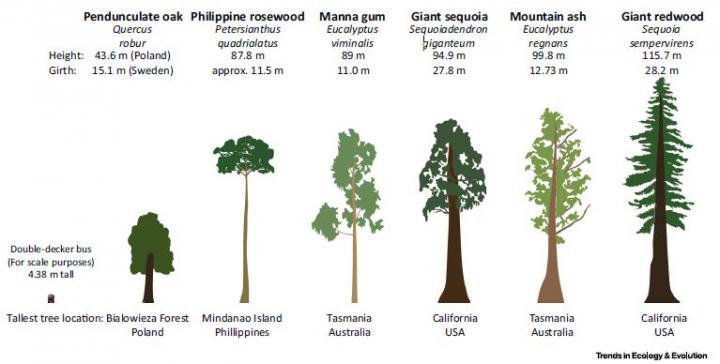 Cell Press (@cellpressnews) on Twitter photo The unique challenges of conserving forest giants. #EarthDay2016 cell.com/trends/ecology… via <a href="/Trends_Ecol_Evo/">Trends in Ecology & Evolution</a> The unique challenges of conserving forest giants. #EarthDay2016 cell.com/trends/ecology… via <a href="/Trends_Ecol_Evo/">Trends in Ecology & Evolution</a>