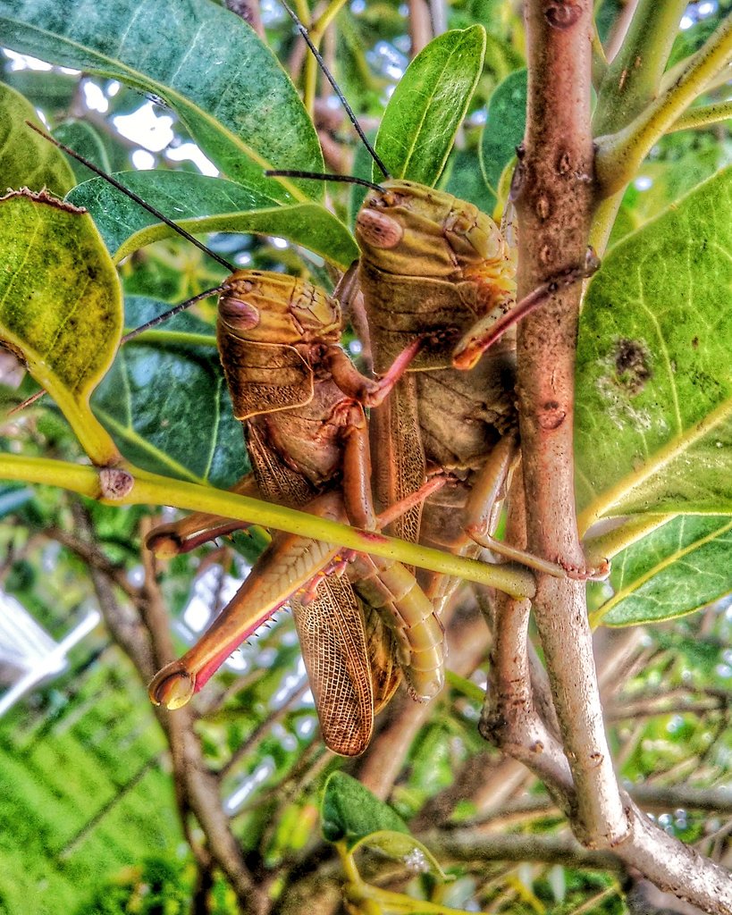 wisnubangun13's tweet photo. Grassopher taken by me with Smartphone Camera
#ci_malang #macrophotography #PhoneWallpapers #wisnubsaputra https://t.co/eJK0LoKLQa