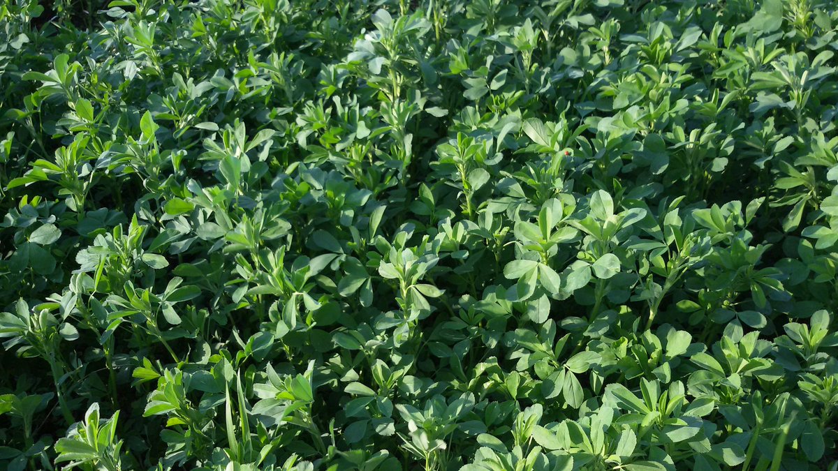 seeds_alfaalfa (@seeds_alfalfa) on Twitter photo 