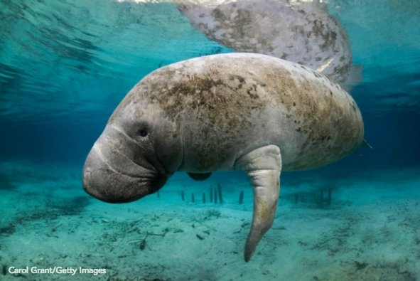 sciam's tweet photo. Here's how human and biological regulation brought back the manatee https://t.co/ldCHXqlitZ https://t.co/dvmxSvc1sT