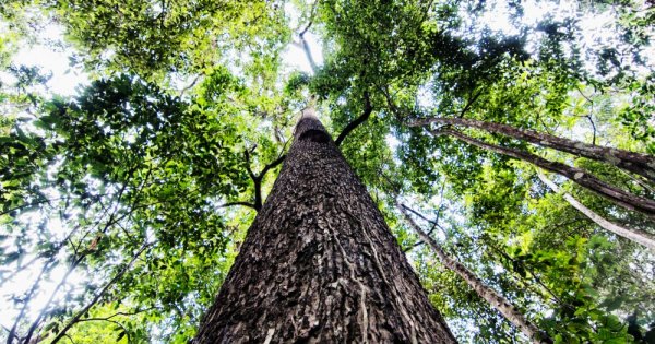 ClimateCentral's tweet photo. Paris climate pact sees the forest *and* the trees https://t.co/WlQoHJjqG1 https://t.co/FlYZYZCMTP