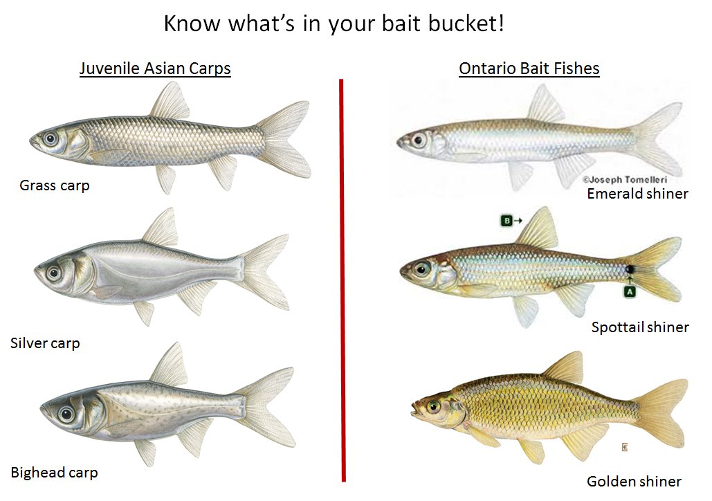 Asian Carp Canada on X: For #EarthDay2016 learn the difference between  bait fishes and juvenile #AsianCarp! Know what's in your bait bucket!   / X