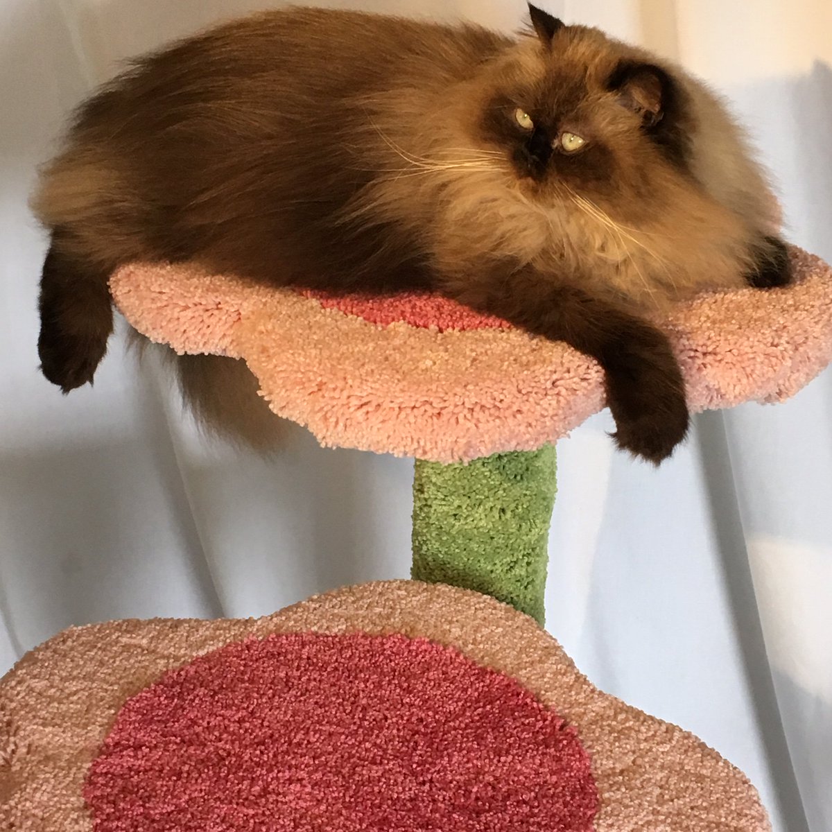 FurFame's tweet photo. Say Hi to Lana! Send your pet photos to furfame@outlook.com and share with the world! https://t.co/Fzoogbc90L https://t.co/QnZ6vqfpw1
