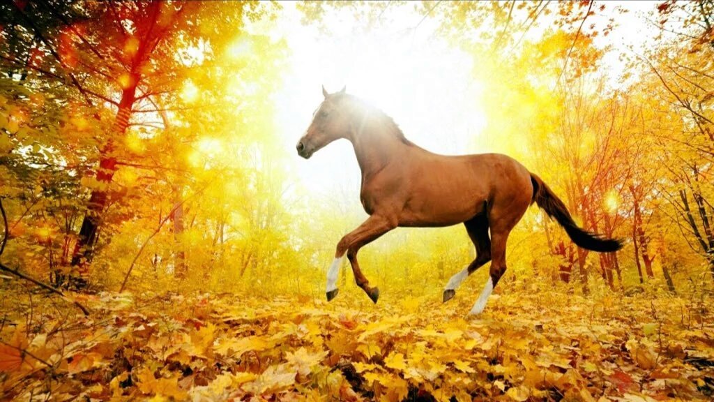MFNserp's tweet photo. @pradopicon @MSimoneF @QUADRINIDOME @KAFosterSowell @MontyNishimura @andreaj0103 @KaburuOle https://t.co/yXZRF1LS4L