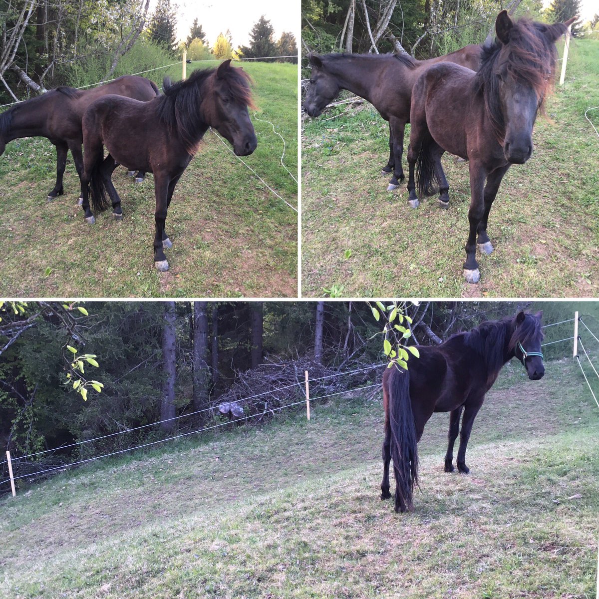 Happy second birthday Barut :) #bbk #bosnianmountainhorse #endangeredbreed