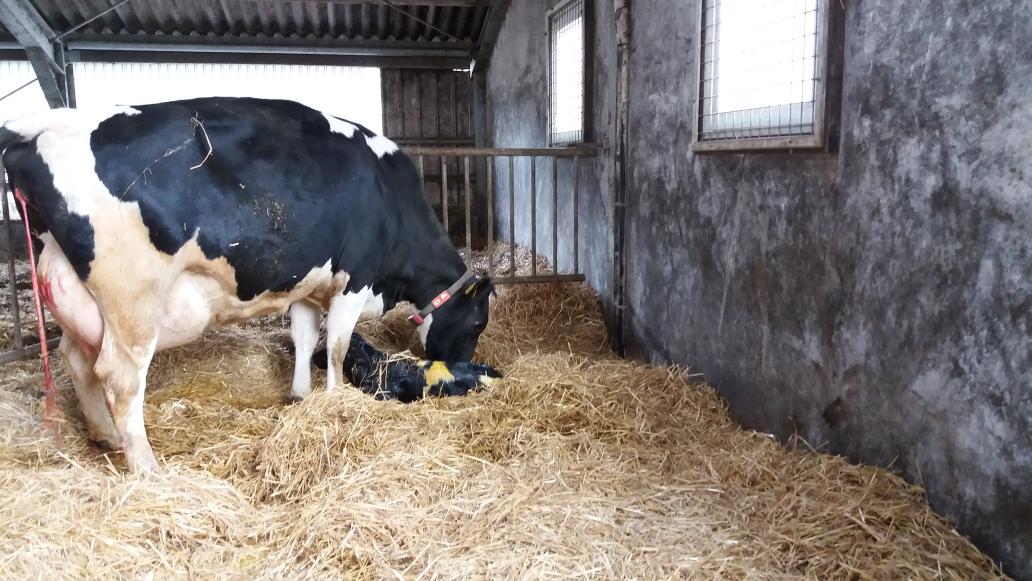 Logeerensfeer's tweet image. Onze gasten waren direct bij aankomst getuige van de geboorte van een kalfje #birthalert #boerderij @Logeerensfeer