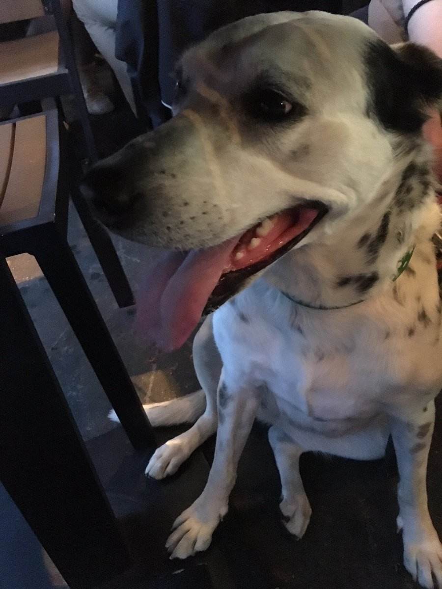 CeceliaBarkles's tweet photo. Friday night beers @UnionPub #capitoldog https://t.co/hwjZOsfDEI