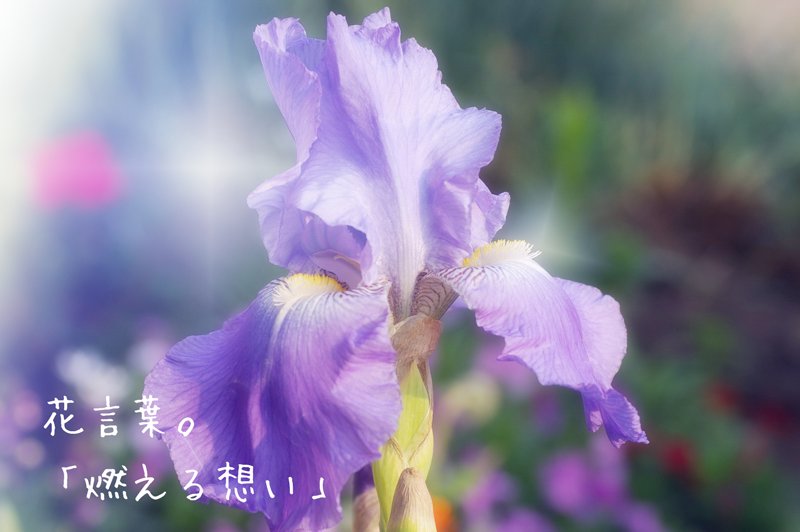 تويتر Flower على تويتر ジャーマンアイリスの花言葉 燃える想い T Co Gqctt1bjxn