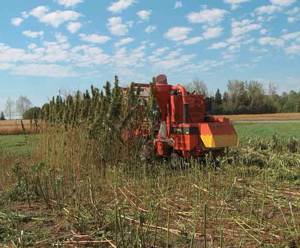 THEMMEXCHANGE's tweet photo. Industrial hemp trials in 2016 focus on #Canadian varieties 

https://t.co/6JdeOfqySI #MME #Hemp https://t.co/GtauRc2Gez