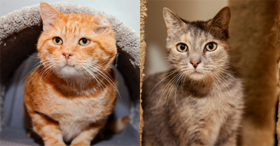 rantpets's tweet image. Two FIV+ Cats Find A Forever Home &amp;amp; Forge A Friendship Along The Way #oddcouple @bestfriends bit.ly/1SBy1VA
