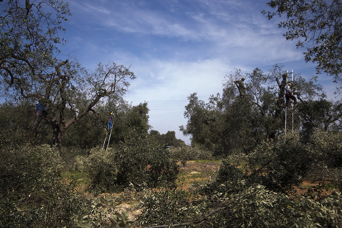 "An olive tree is well pruned only if a swallow can fly in its branches" #oliveoil #salento #weareinpuglia
