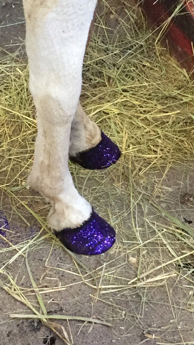 mnstatefair's tweet photo. Ponies 💜 #Prince too. (📷: Horse Expo April 22-24 at the State Fairgrounds) https://t.co/uRbt2uqjwy