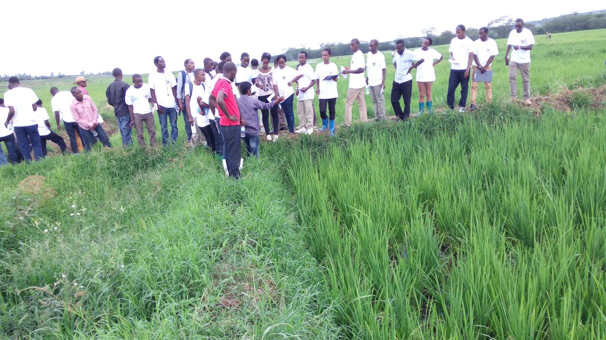 ur_ohsc's tweet photo. UR-@ur_ohsc Studying the impacts of pesticides on crops..Public health issues@@OHCEA_ @MakerereU @minisanterwanda https://t.co/CueOTih7iz