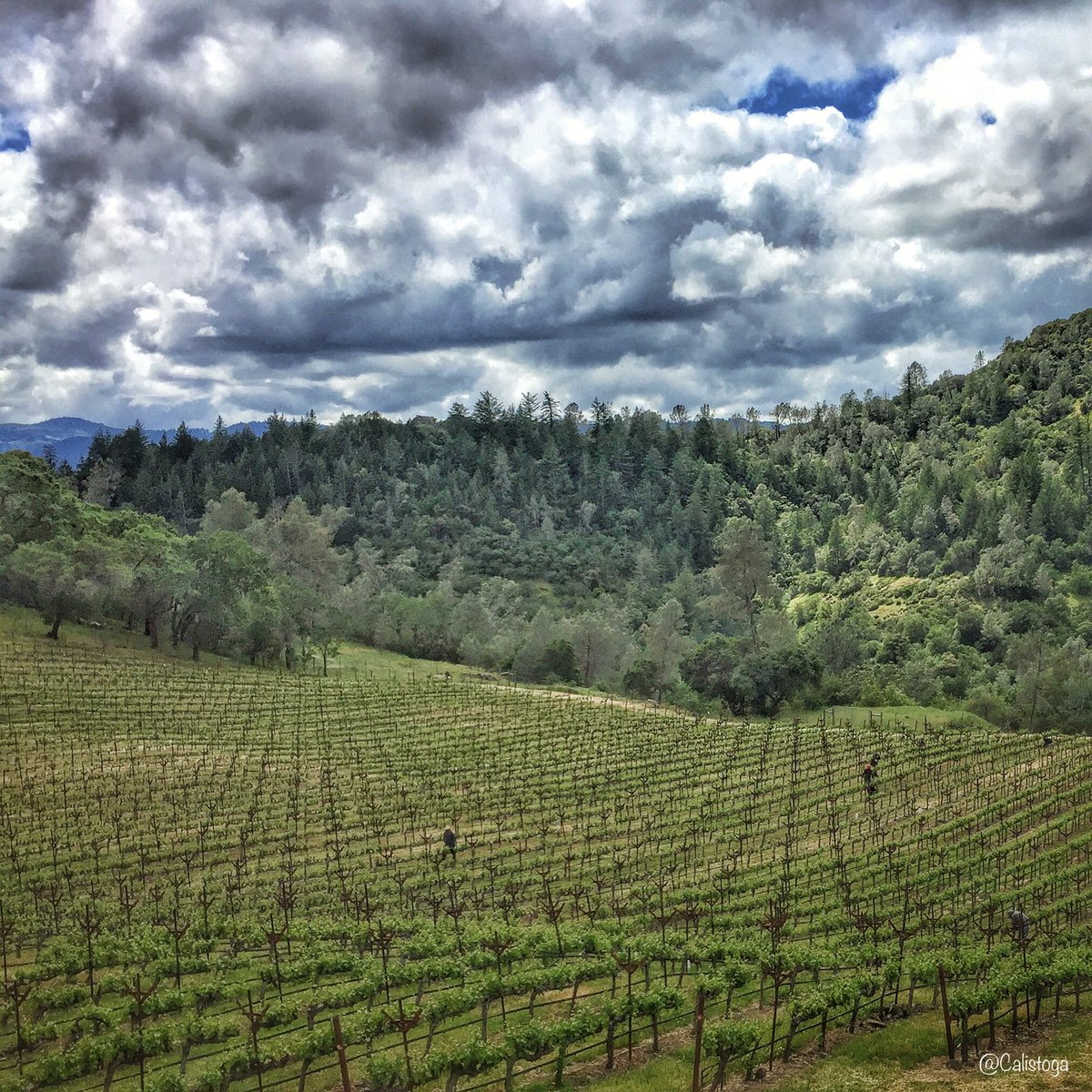 UberNV's tweet photo. Visiting a remote Winer in #Napa
like O’Shaughnessy Estate?

Contact me to get you there! https://t.co/9vksHgaYnK