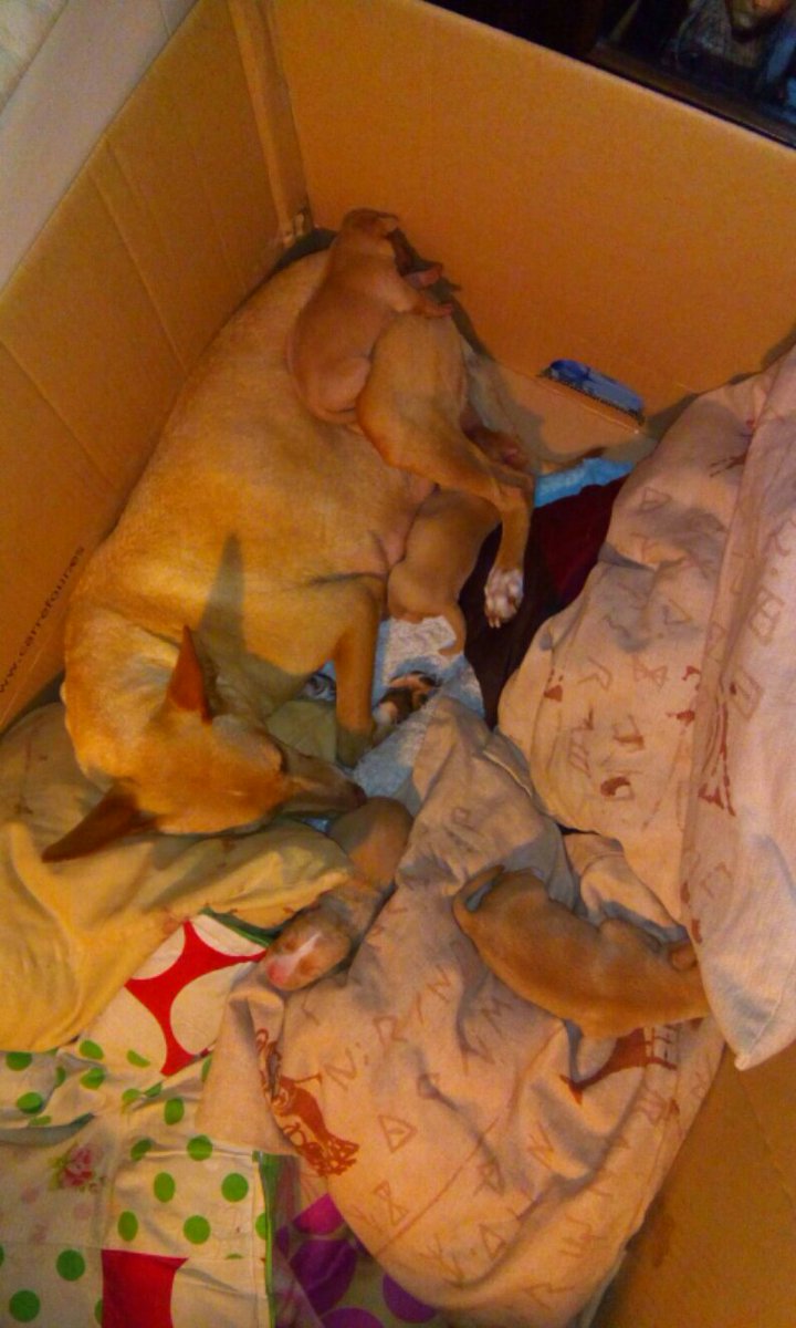 LosBotonesDeUma's tweet photo. La mamá #JOLIE os da las buenas noches! Ella también quiere 1 hogar, le buscamos el mejor? https://t.co/FruLJ9bGUN
